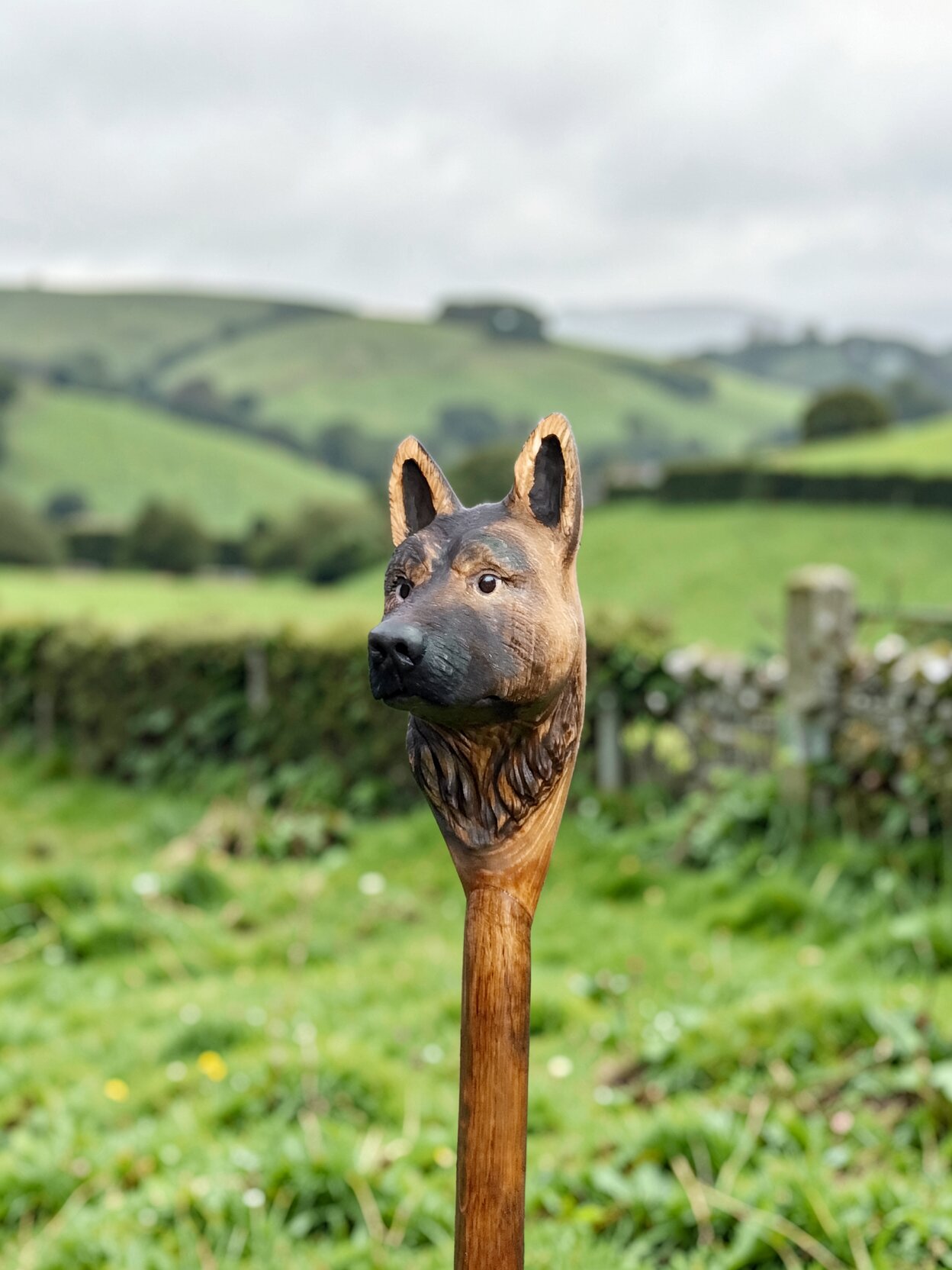 Alsatian black and brown walking stick