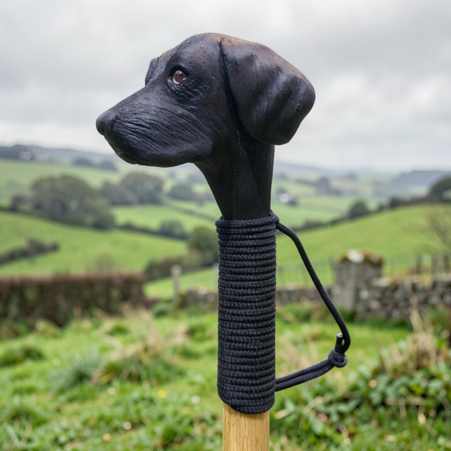 black labrador walking stick