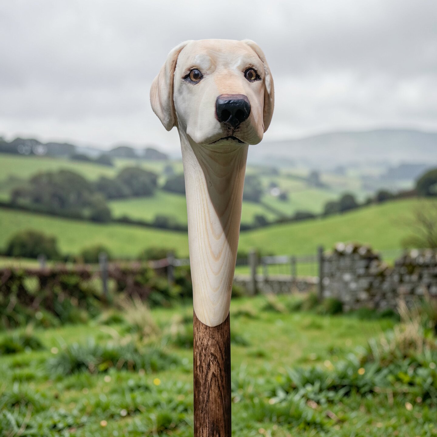 Golden labrador walking stick