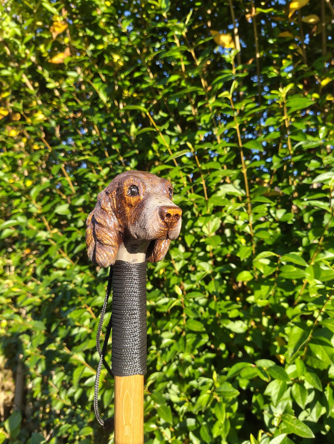 Liver and white springer spaniel walking stick